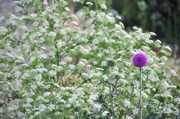 Cenário florido na Carretera Austral, a caminho de Cochrane, no sul do Chile